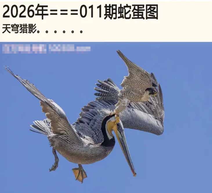 011期另版蛇蛋图[图]